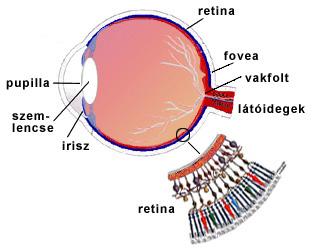 A látás receptorok